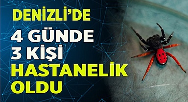 4 günde 3 kişi örümcek ısırması şikayetiyle tedaviye alındı
