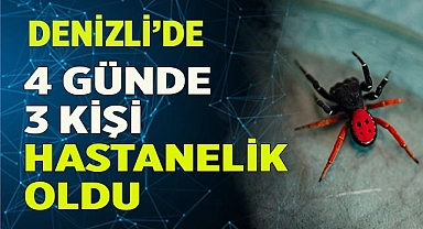 4 günde 3 kişi örümcek ısırması şikayetiyle tedaviye alındı