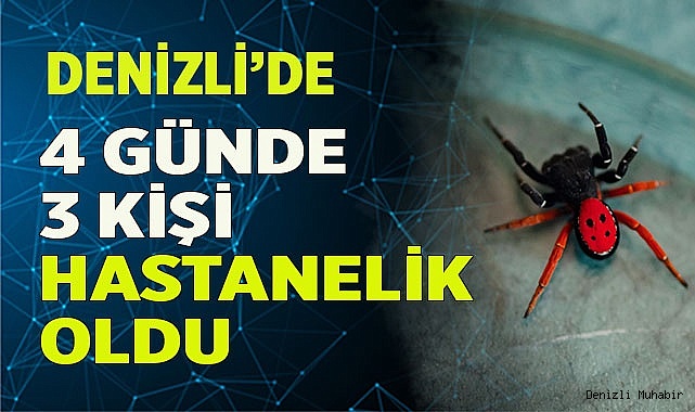 4 günde 3 kişi örümcek ısırması şikayetiyle tedaviye alındı