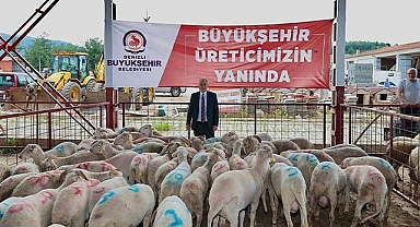 Büyükşehir damızlık koç ve teke dağıtımı sürüyor