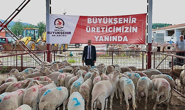 Büyükşehir damızlık koç ve teke dağıtımı sürüyor