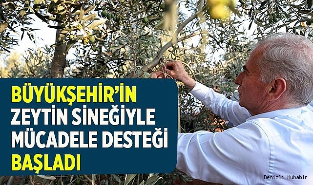 Büyükşehir’in zeytin sineğiyle mücadele desteği başladı
