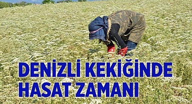 Denizli Kekiğinde hasat  başladı