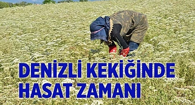 Denizli Kekiğinde hasat  başladı