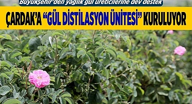 Gül üreticilerinin çilesi bitecek, kazançları artacak