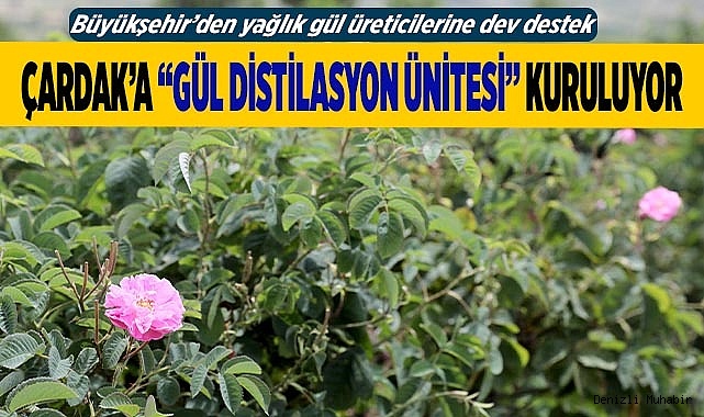 Gül üreticilerinin çilesi bitecek, kazançları artacak