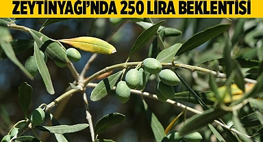 İklim değişikliği zeytinyağını da vurdu