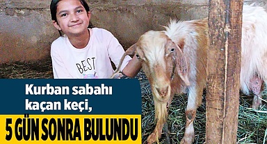 Kurban sabahı kaçan keçi, 5 gün sonra bulundu