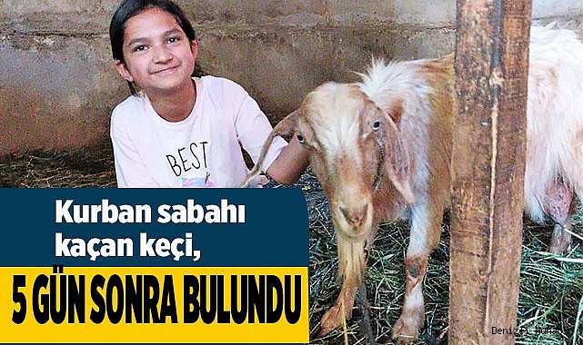 Kurban sabahı kaçan keçi, 5 gün sonra bulundu