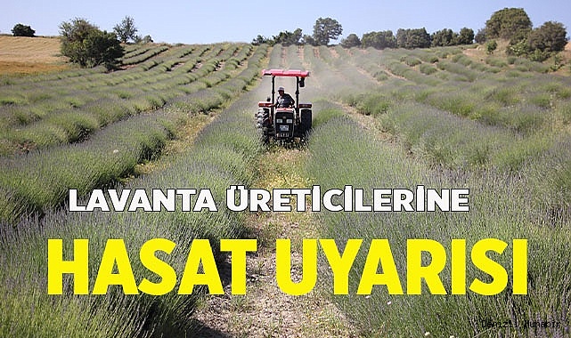 Lavanta üreticilerine hasat uyarısı