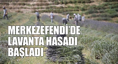 Merkezefendi’de lavanta hasadı başladı
