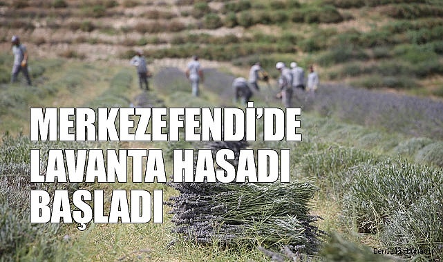 Merkezefendi’de lavanta hasadı başladı