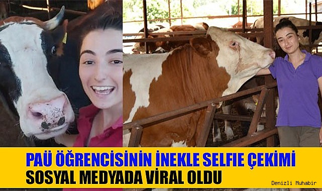 PAÜ öğrencisinin inekle selfie çekimi sosyal medyada viral oldu