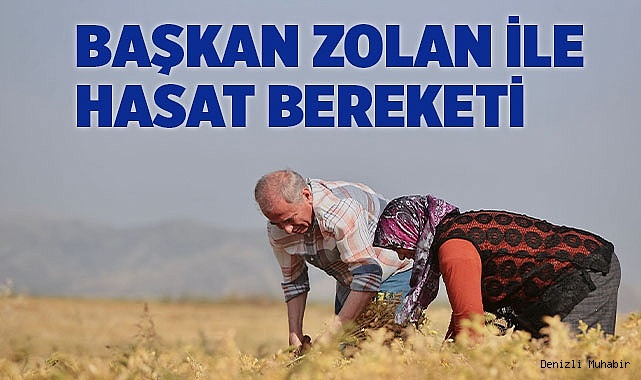 Başkan Zolan nohut hasadında çocukluğunu yeniden yaşadı