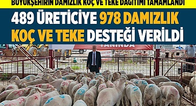 Büyükşehirin damızlık koç ve teke dağıtımı tamamlandı