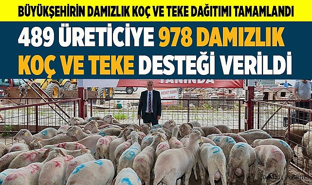 Büyükşehirin damızlık koç ve teke dağıtımı tamamlandı