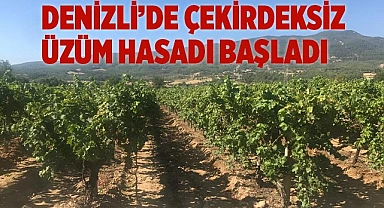 Denizli’de çekirdeksiz üzüm hasadı başladı