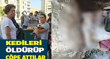 Kedileri döverek öldürüp çöpe attılar