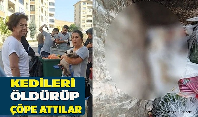 Kedileri döverek öldürüp çöpe attılar