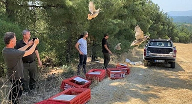 Kınalı keklikler yangın bölgelerine salındı