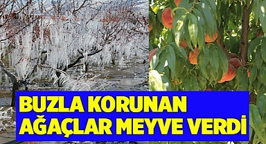 Buzla korunan ağaçlar meyve verdi
