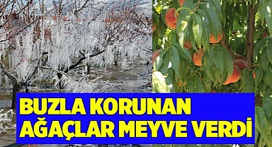 Buzla korunan ağaçlar meyve verdi