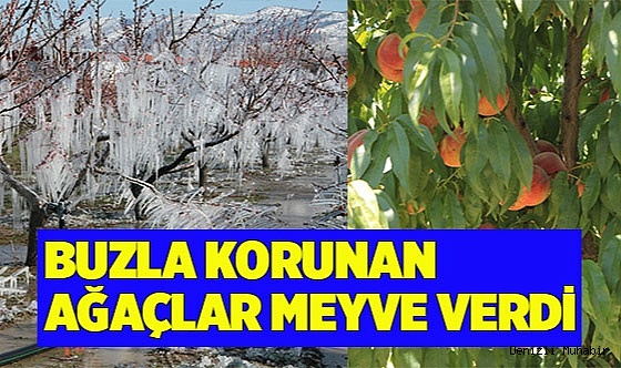 Buzla korunan ağaçlar meyve verdi