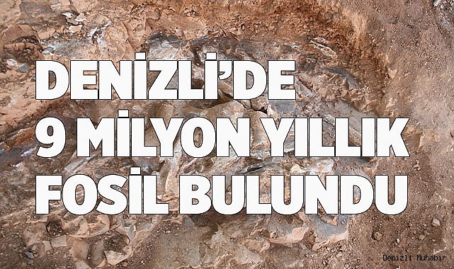 Denizli’de 9 milyon yıl öncesine ait oklu kirpi ve kuş fosili bulundu
