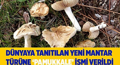 Dünyaya tanıtılan yeni mantar türüne ‘Pamukkale’ ismi verildi