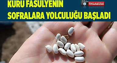 Kuru fasulyenin sofralara yolculuğu traktörle ezilerek başladı