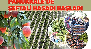 Pamukkale'de şeftali hasadı başladı