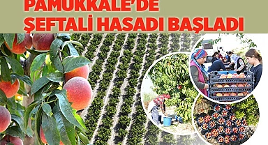 Pamukkale'de şeftali hasadı başladı