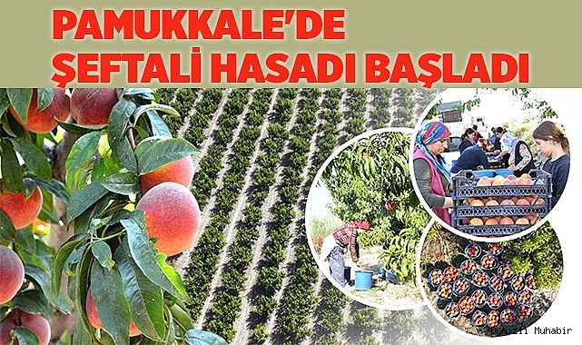Pamukkale'de şeftali hasadı başladı