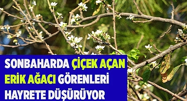 Sonbaharda çiçek açan erik ağacı görenleri hayrete düşürüyor