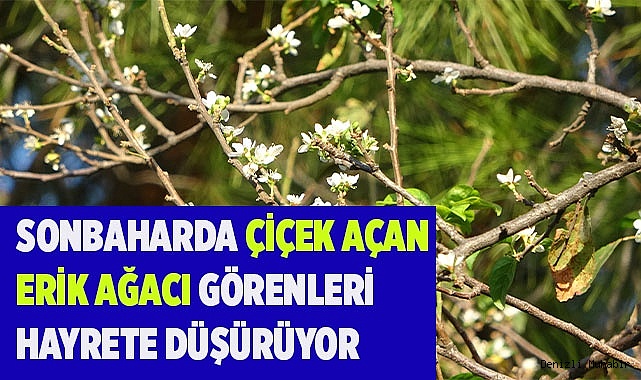 Sonbaharda çiçek açan erik ağacı görenleri hayrete düşürüyor