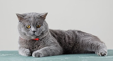 Yavru British Shorthair İlanlarına Bakmadan Karar Vermeyin