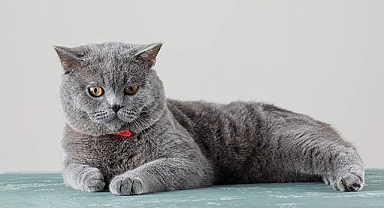 Yavru British Shorthair İlanlarına Bakmadan Karar Vermeyin