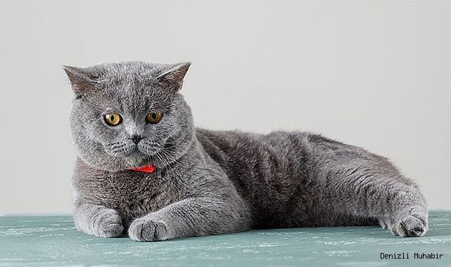 Yavru British Shorthair İlanlarına Bakmadan Karar Vermeyin