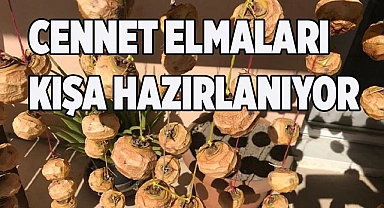 Cennet elmaları kışa hazırlanıyor