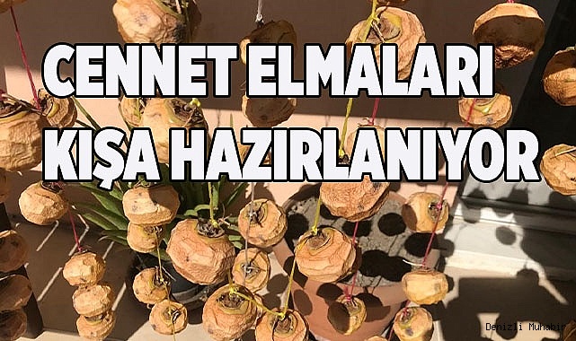 Cennet elmaları kışa hazırlanıyor