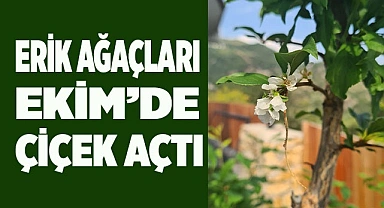 Erik ağaçları Ekim’de çiçek açtı