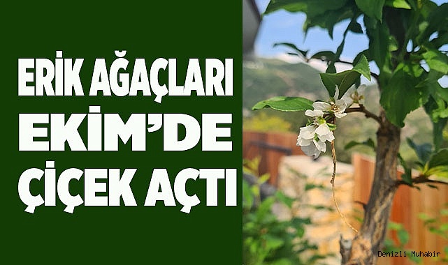 Erik ağaçları Ekim’de çiçek açtı