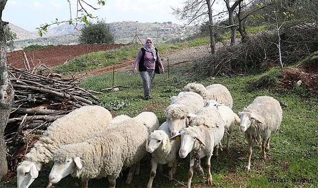 KÜÇÜKBAŞ HAYVAN VE YEM DESTEĞİ BAŞVURU SÜRESİ UZATILDI