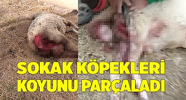 Sokak köpekleri koyunu parçaladı