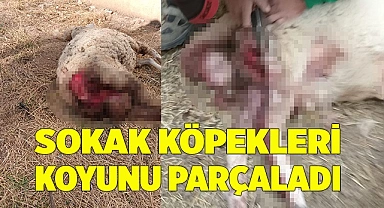 Sokak köpekleri koyunu parçaladı