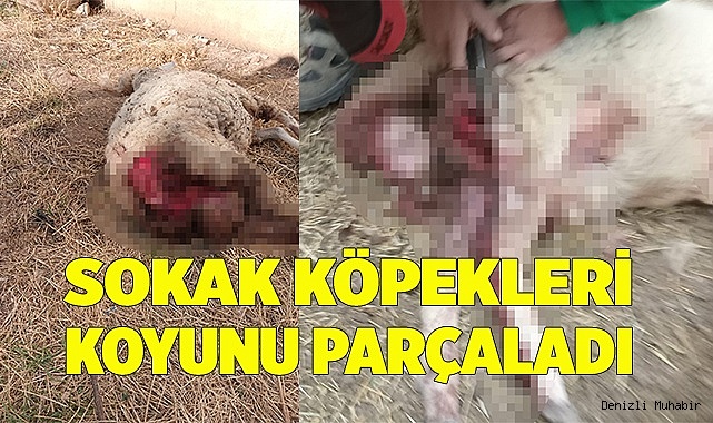 Sokak köpekleri koyunu parçaladı