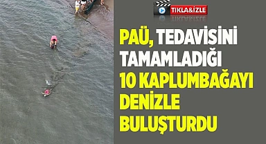 Deniz kaplumbağaları özgürlüğe kulaç attı