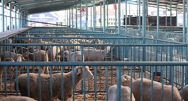 Merkezefendi'de hibe edilen hayvan sayısı üç katına çıktı