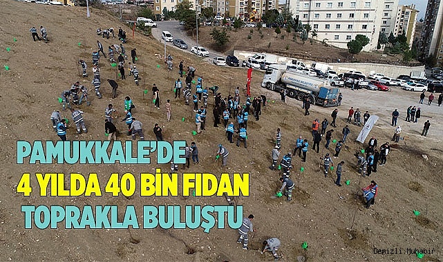 PAMUKKALE’DE 3202 AĞAÇ DAHA TOPRAKLA BULUŞTU