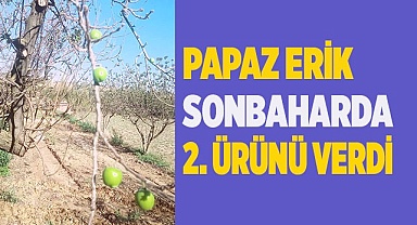 Papaz erik sonbaharda ikinci ürününü verdi